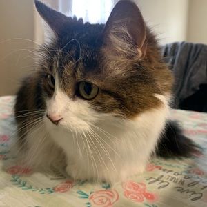 Meet your Posher, Sana